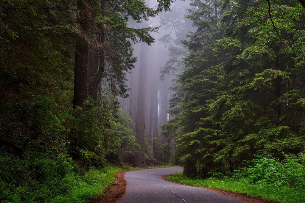 Redwoods National Park, CA